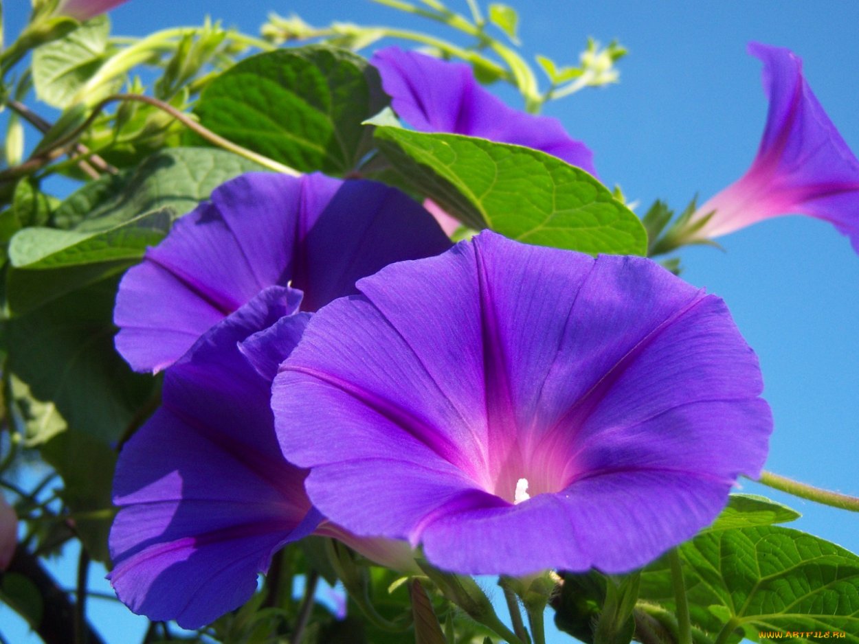 Ипомея голубая звезда