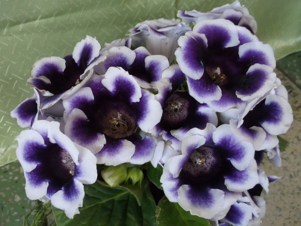 Вьюн ипомея