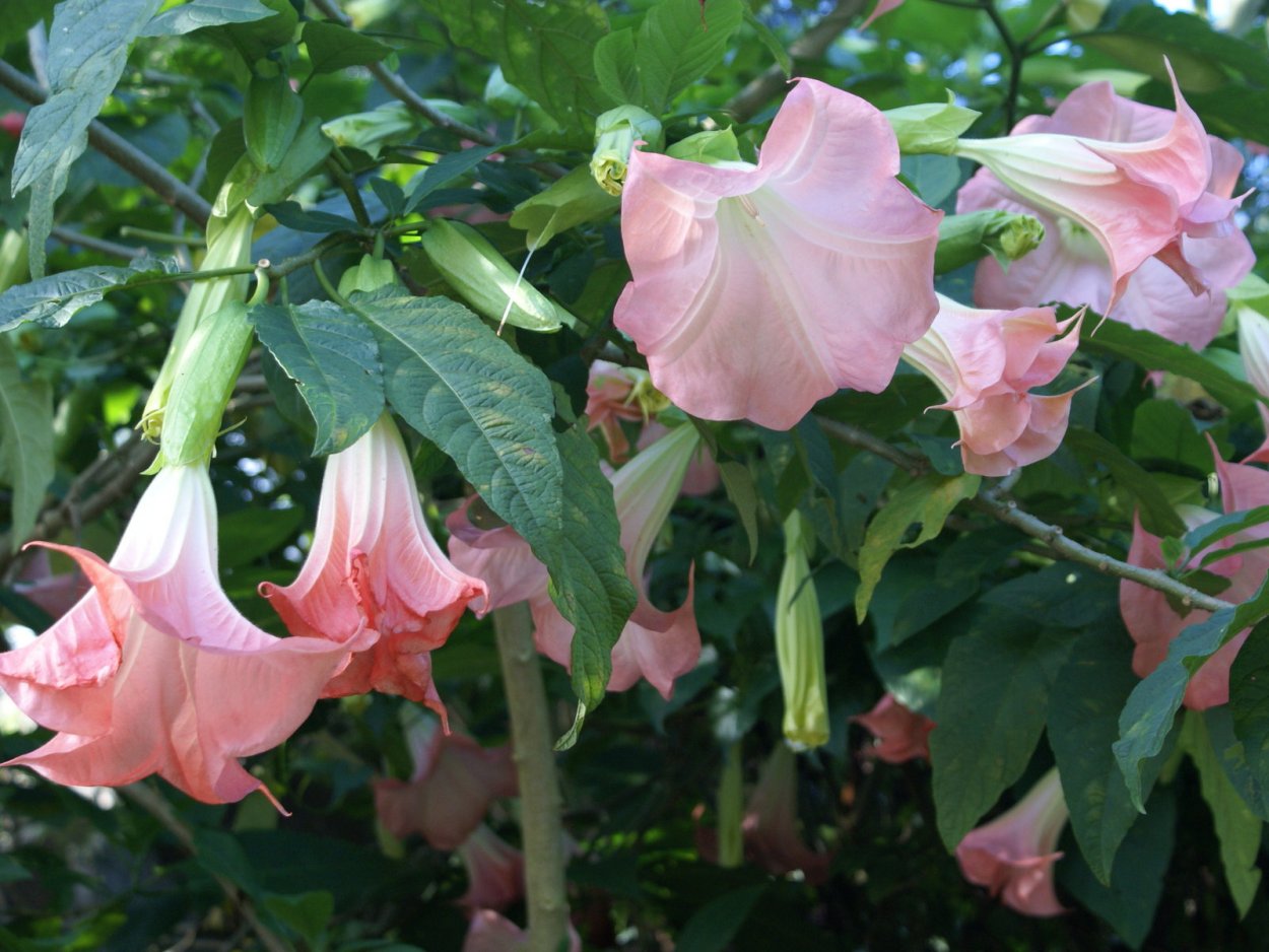 Бругмансия Пинк