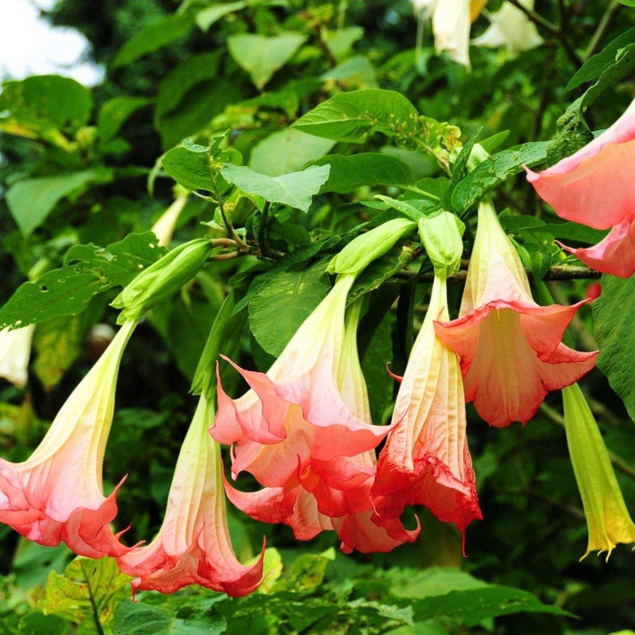 Цветок Лиана кампсис