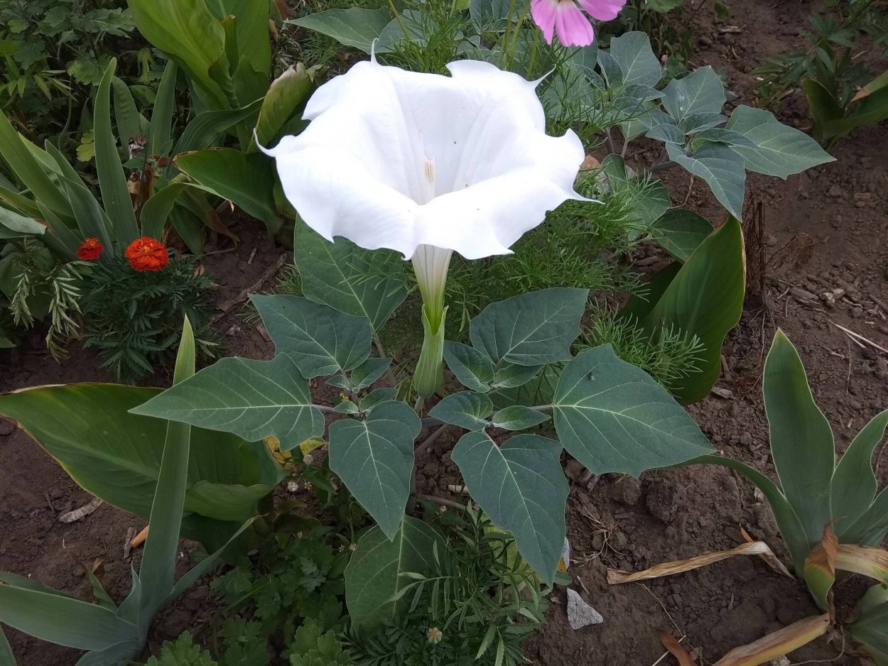 Вьюнок полевой (ипомея)