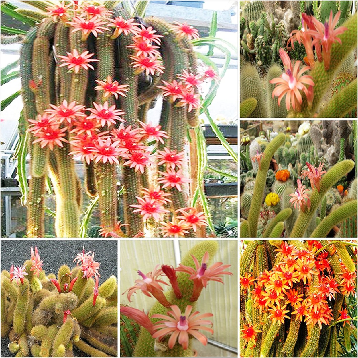 Кактус Hildewintera aureispina