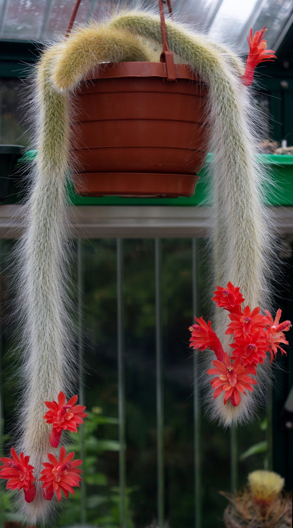 Хильдевинтера золотистоколючковая