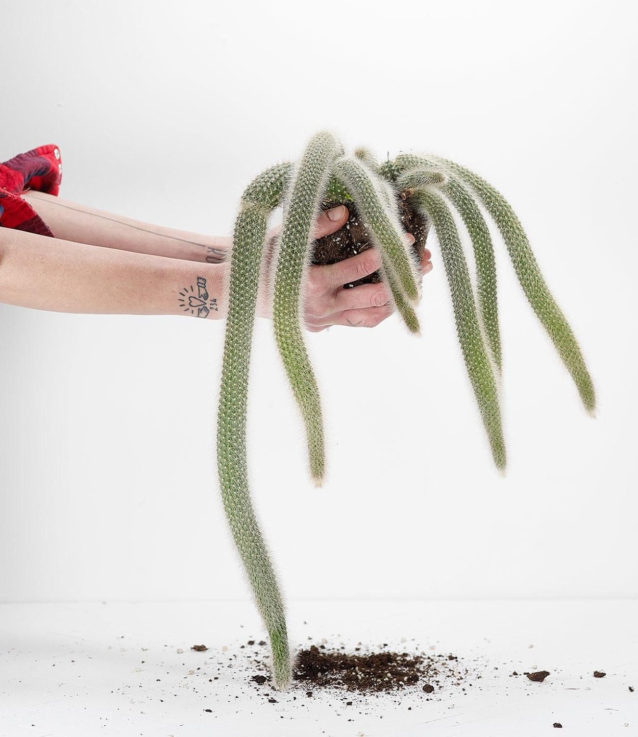 Кактус мууд Реворт