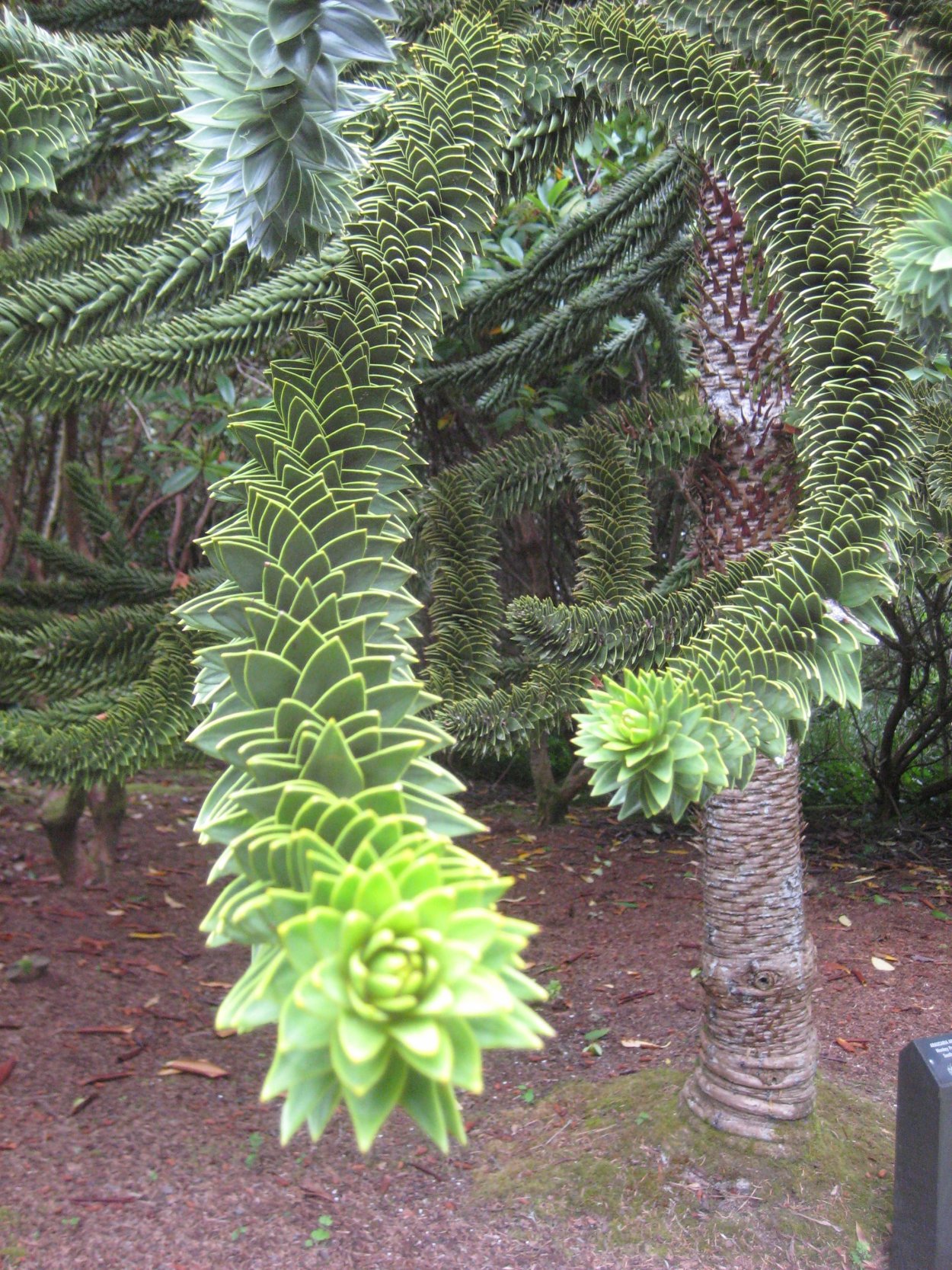 Седум Очиток Моргана