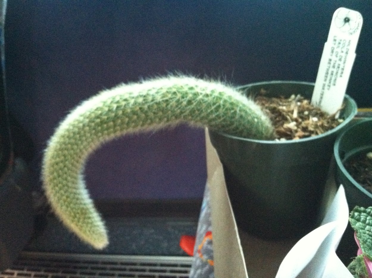 Цветок Очиток Моргана