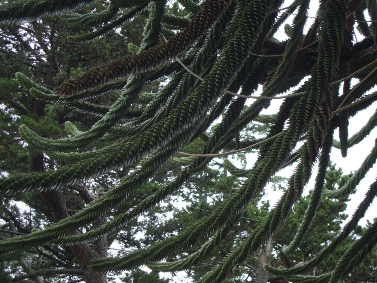 Бородатый Кактус