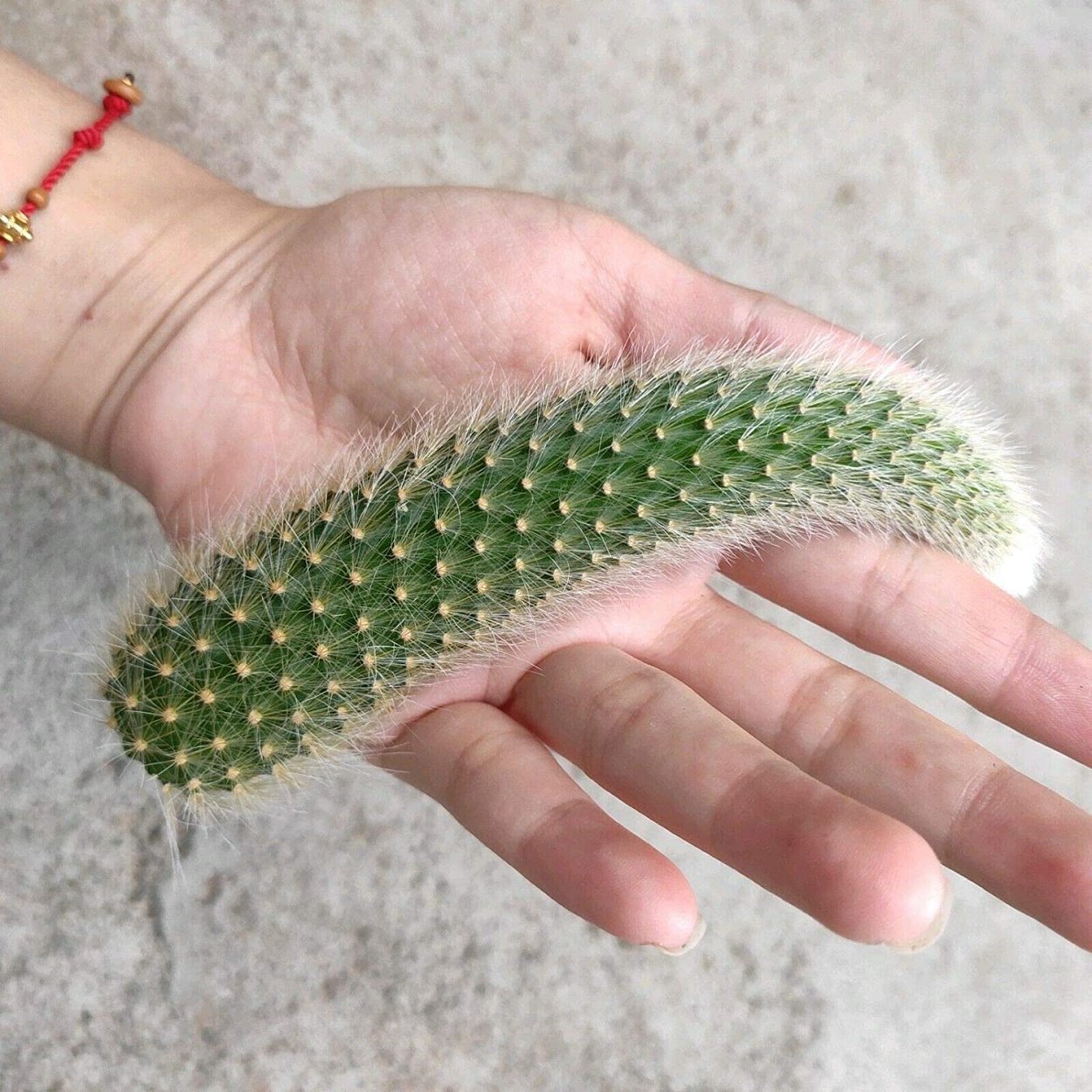 Драконий хвост цветок