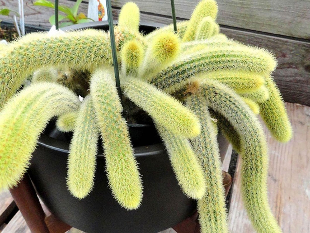 Апорокактус флагеллиформис