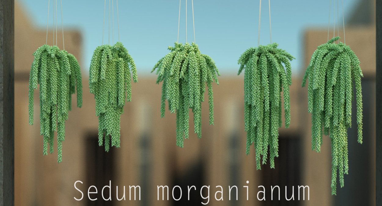 Цветок Очиток Моргана