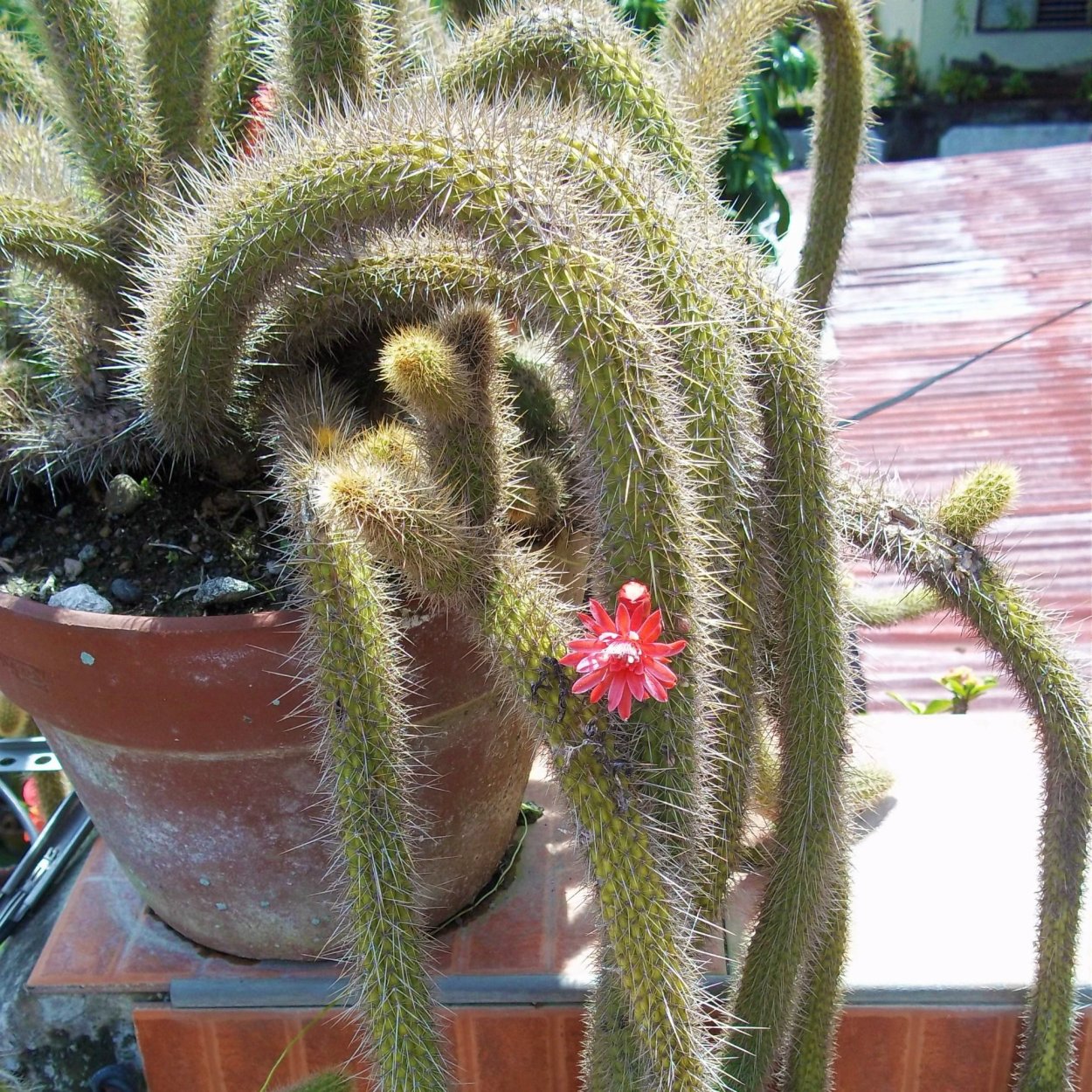 Апорокактус Хильдевинтера