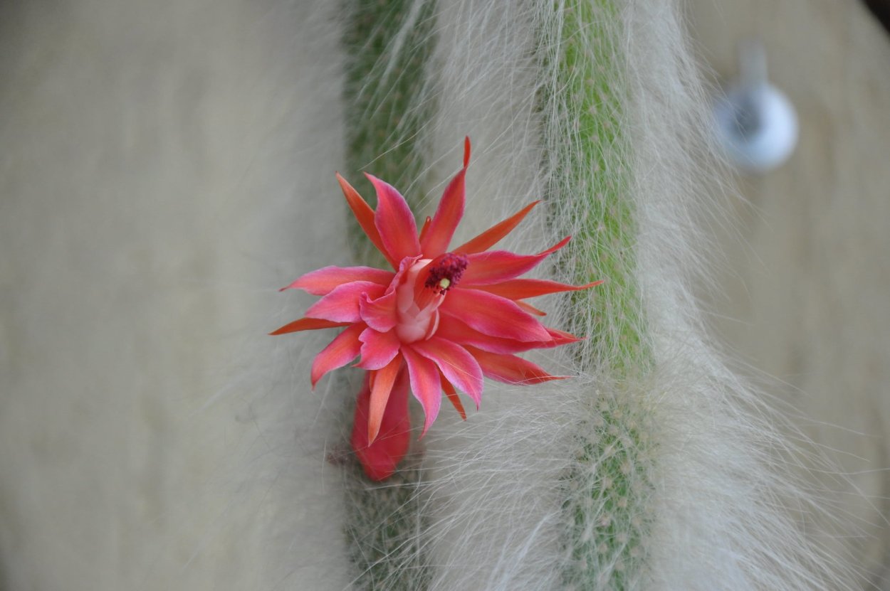 Кактус эхинопсис Обезьяний хвост