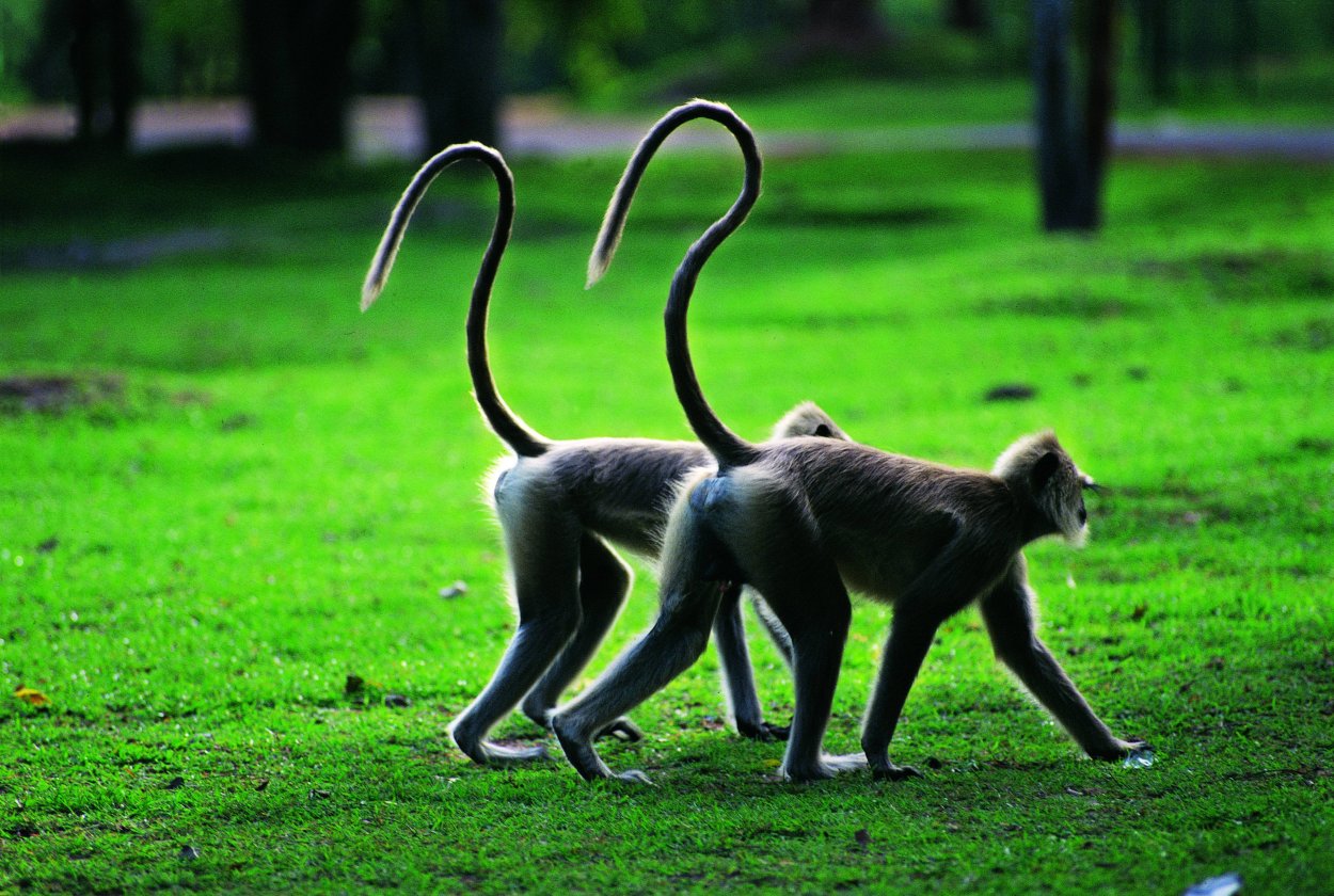 Белка и Кактус