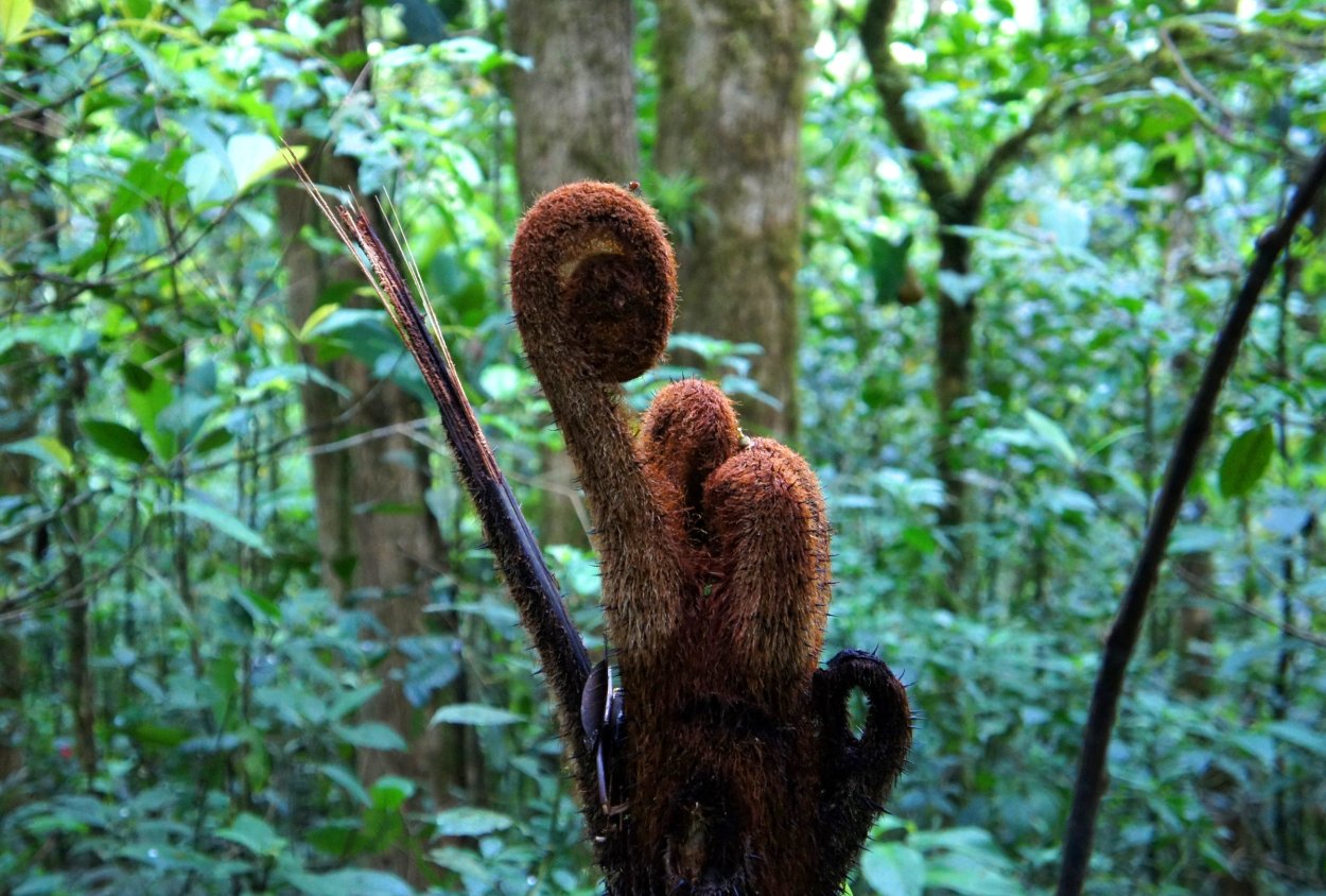 Обезьянье дерево цветок араукария