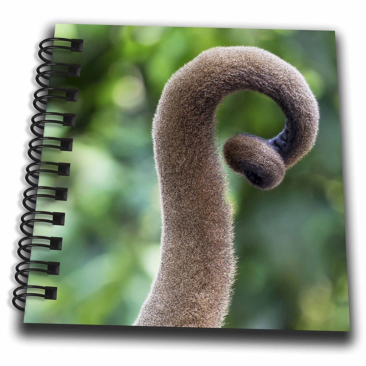 Суккуленты Лисий хвост