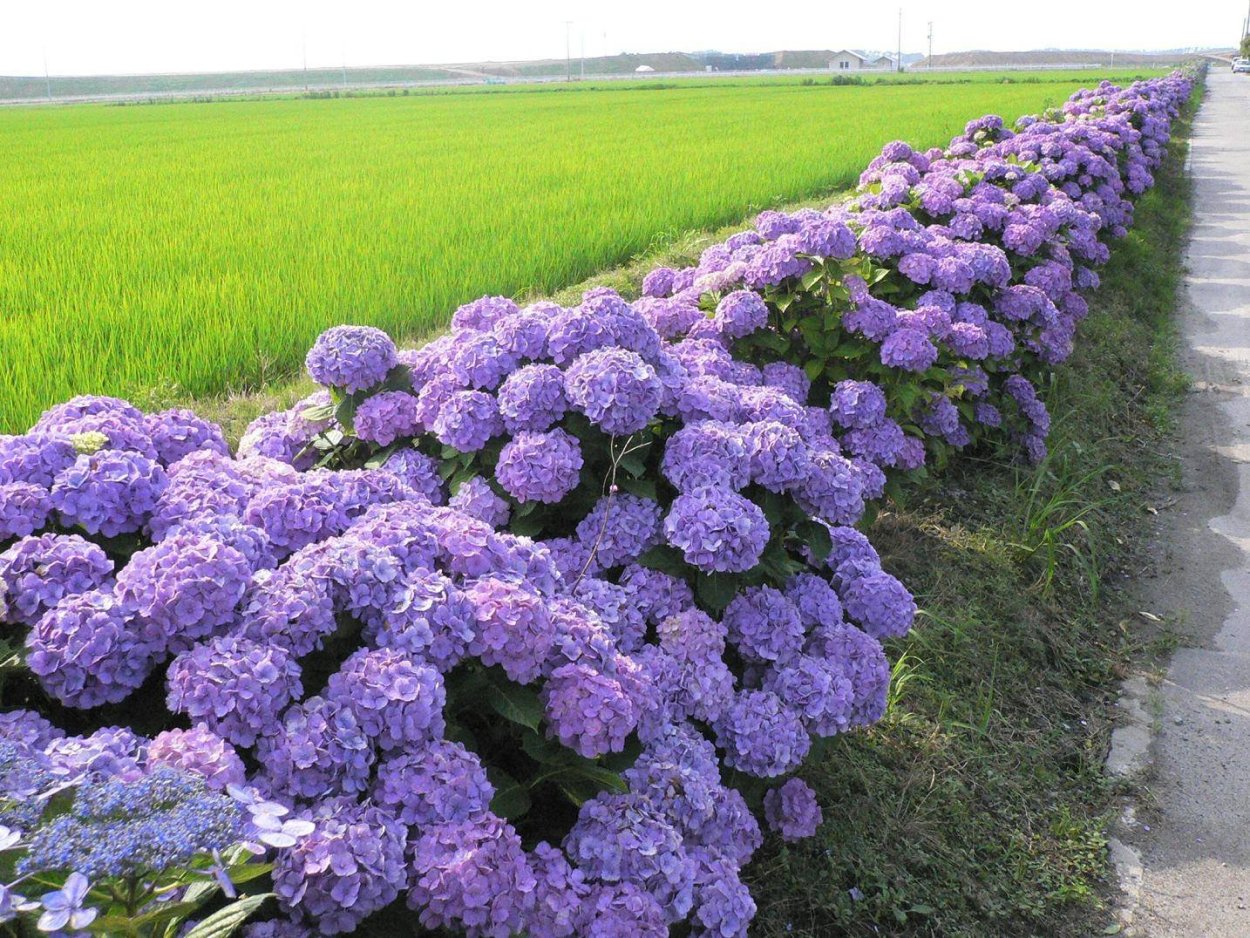 Гортензия Садовая