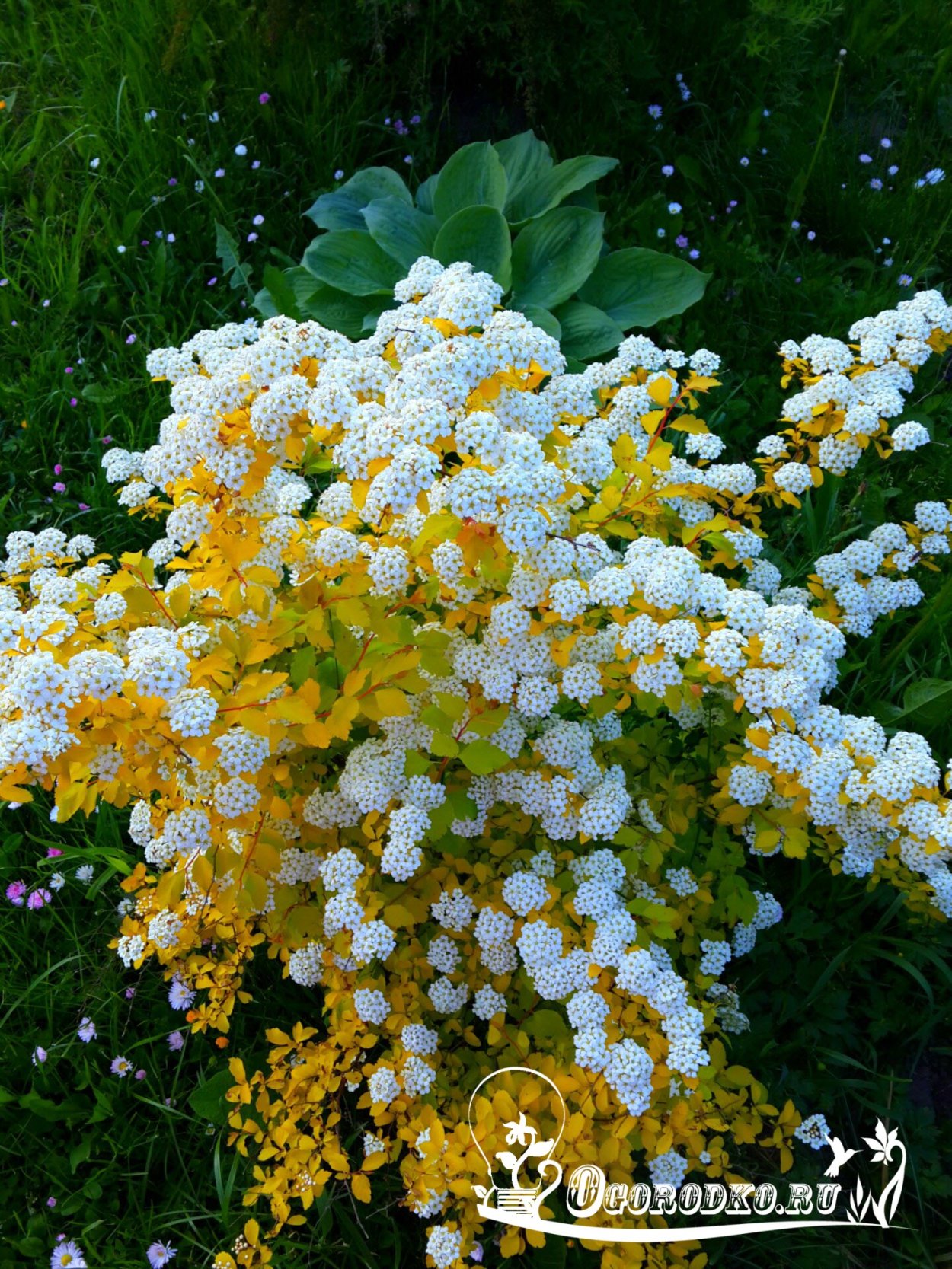 Спирея Голд Фонтейн