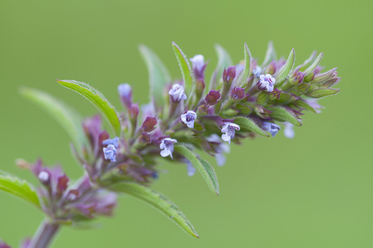 Живучка Женевская