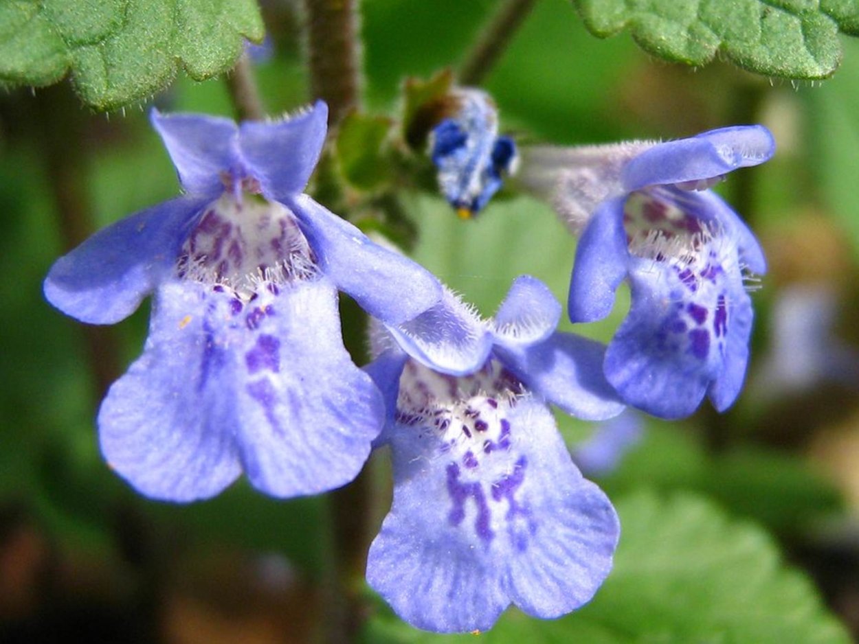 Губоцветные (Lamiaceae)