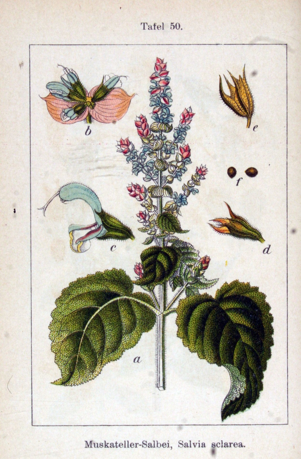 Базилик благородный (Ocimum basilicum) "Cinamonette" 50 гр.