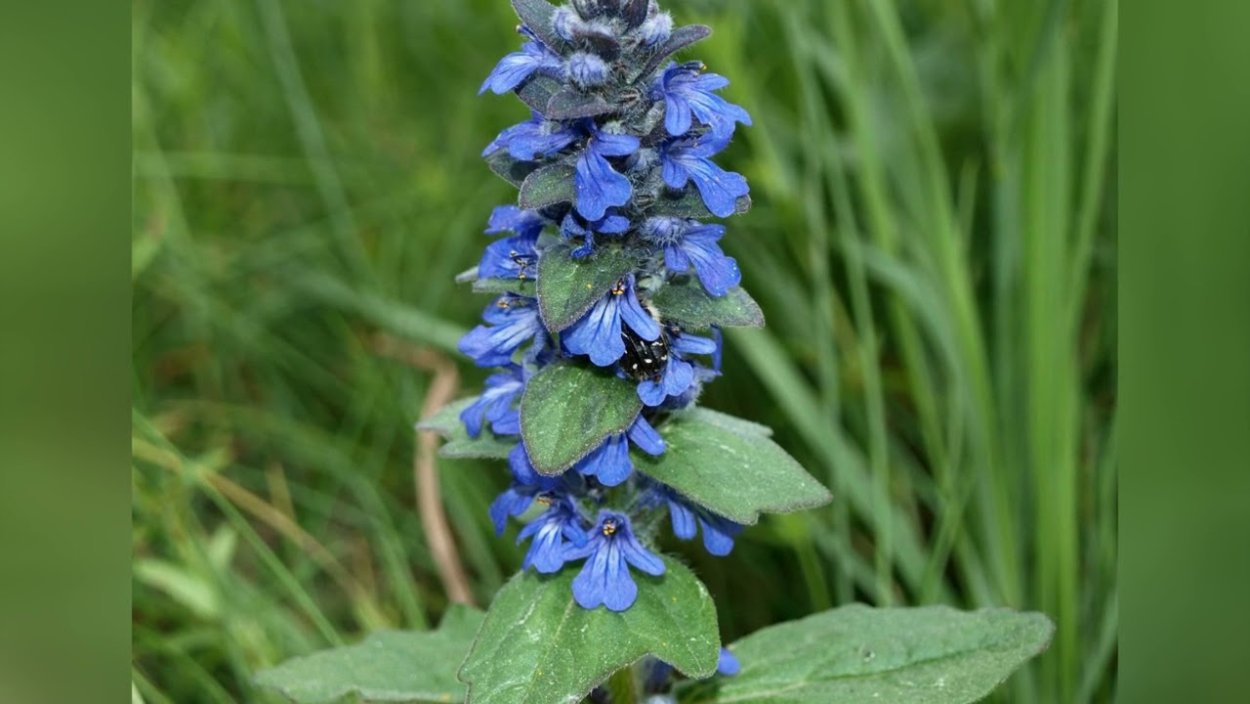 Семейство Яснотковые диаграмма цветка