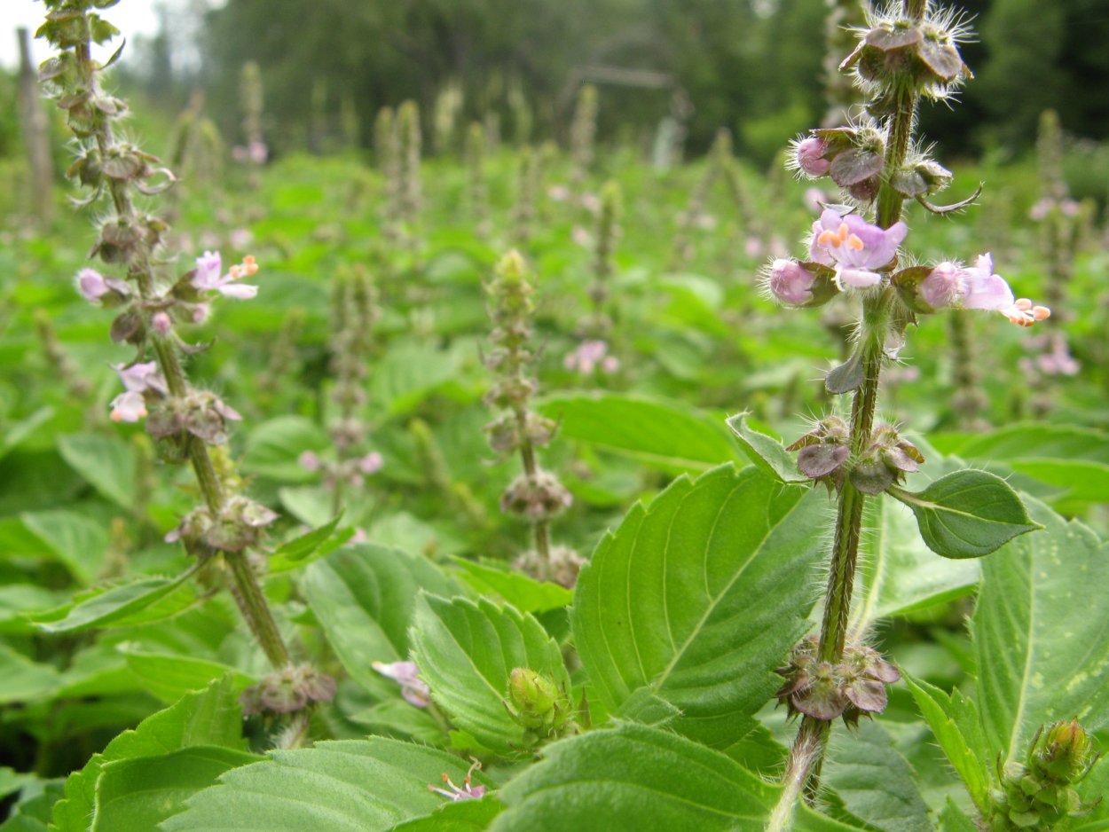 Губоцветные (Lamiaceae)