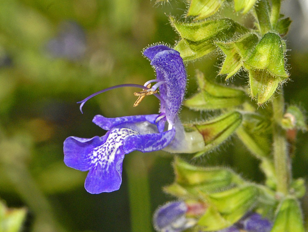 Яснотковые Lamiaceae