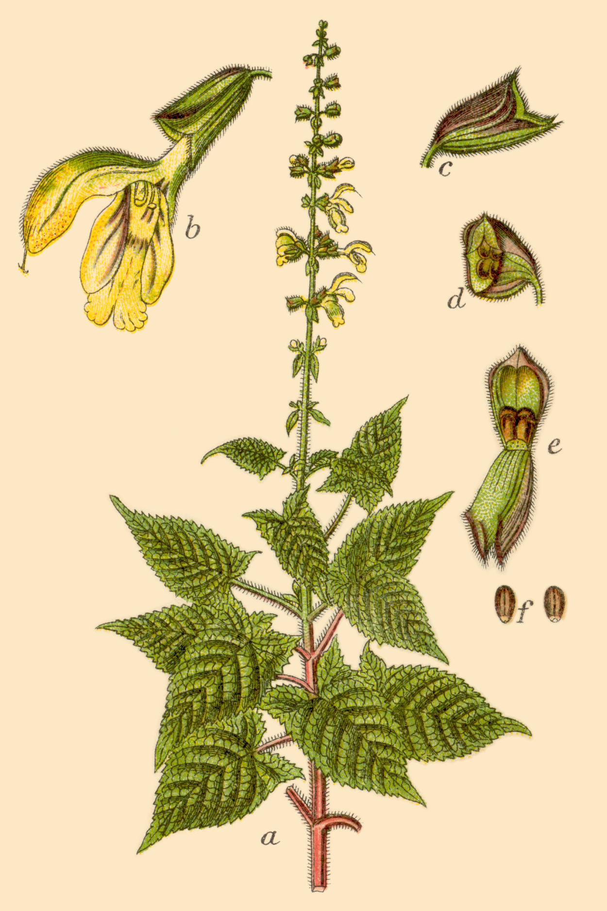 Мелисса мята лимонная