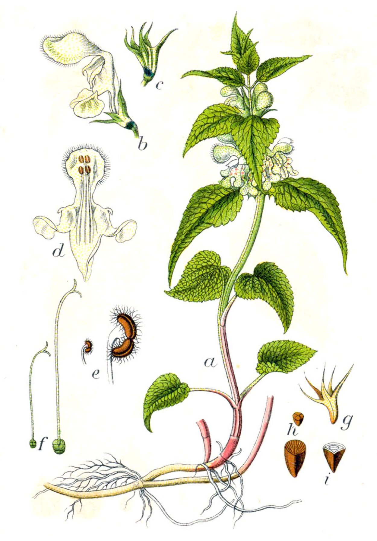 Nepeta latifolia