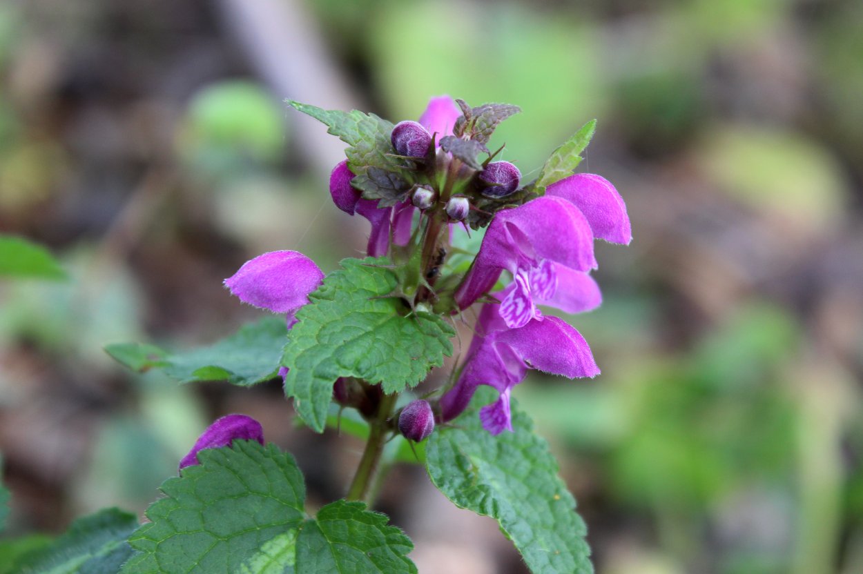 Опыление губоцветных