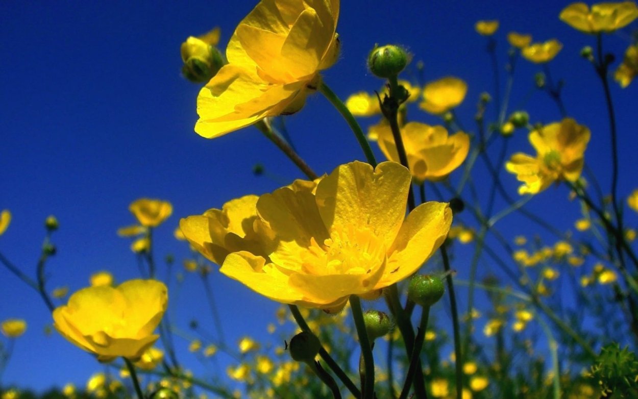 Лютик голубой полевой цветок