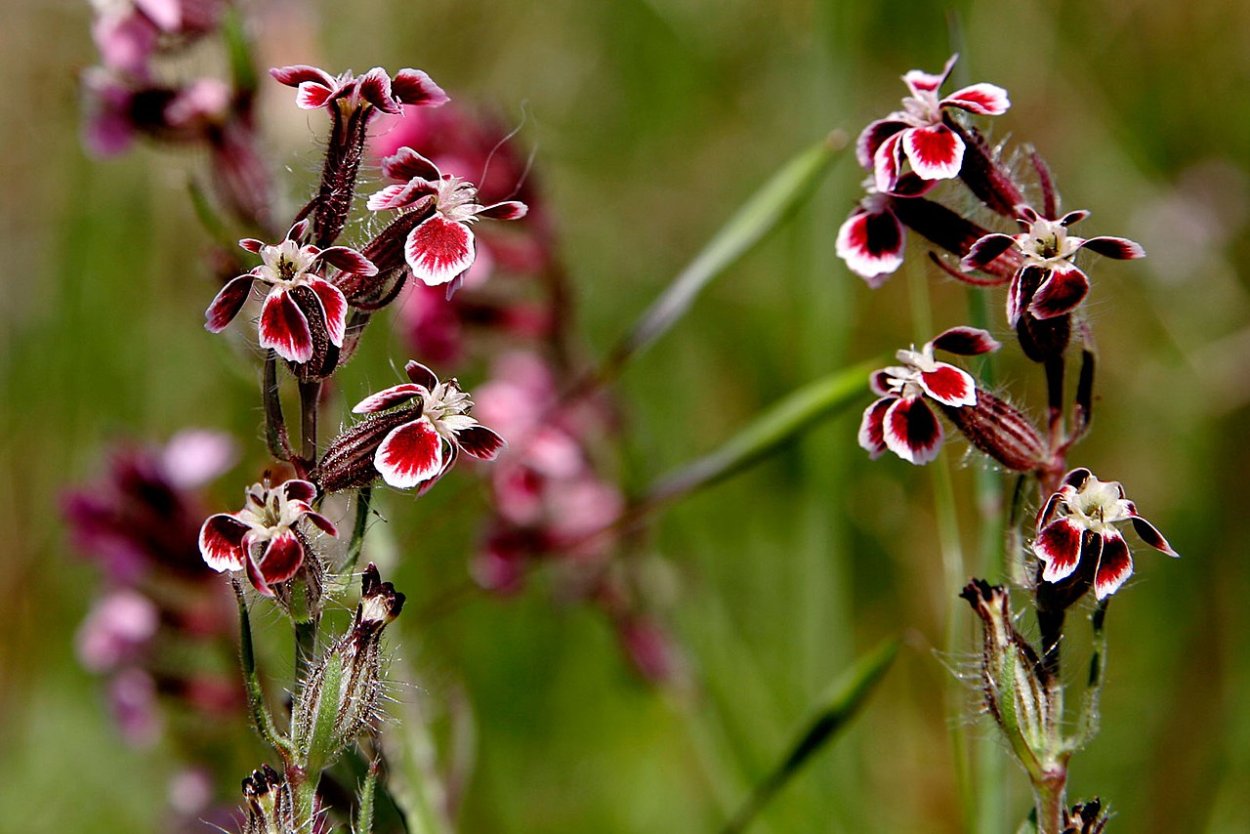 Вероника Дубравная листорасположение