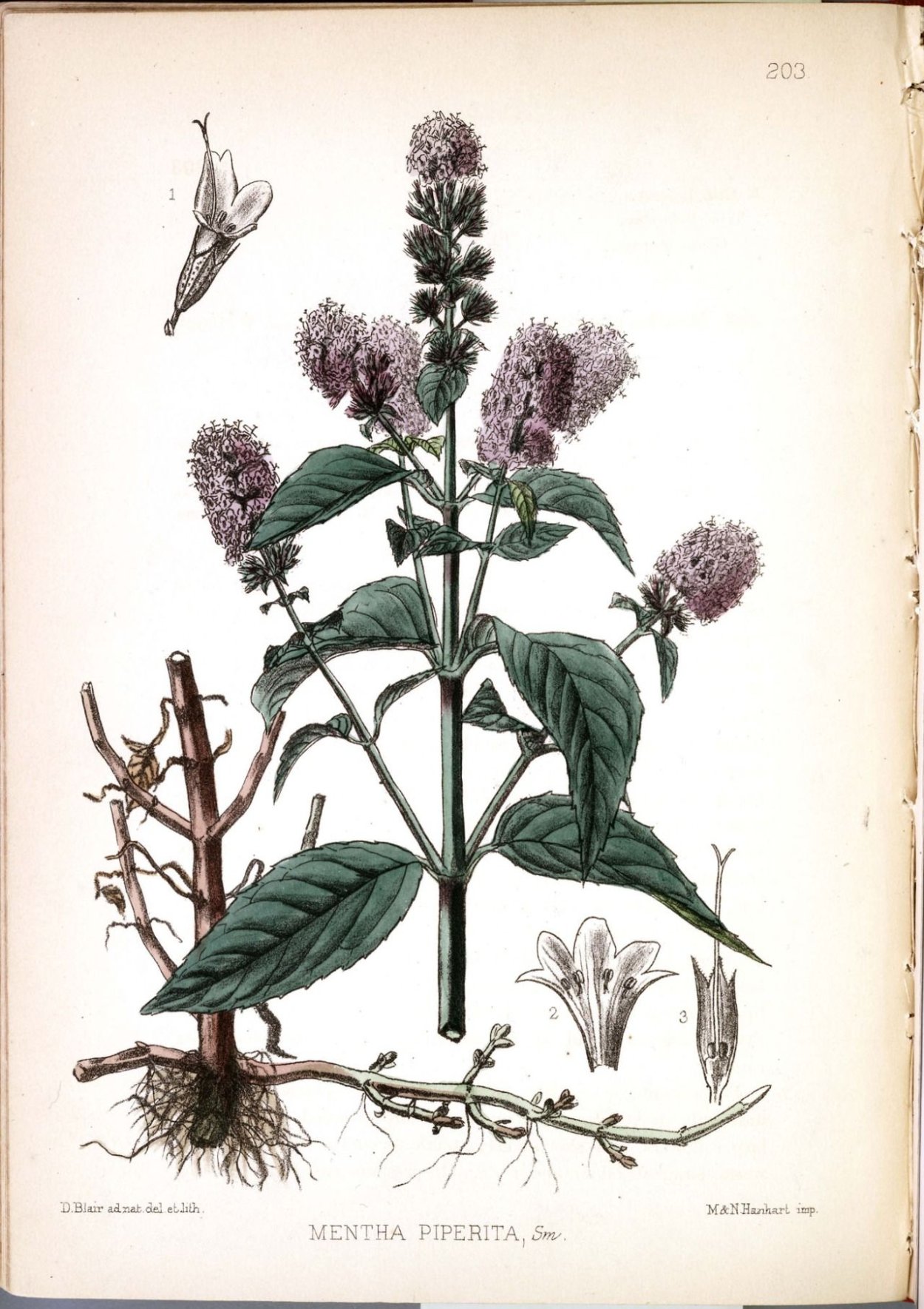 Лекарственные растения буквица лекарственная