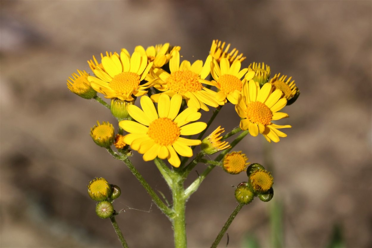 Многолетник Луговой желтый