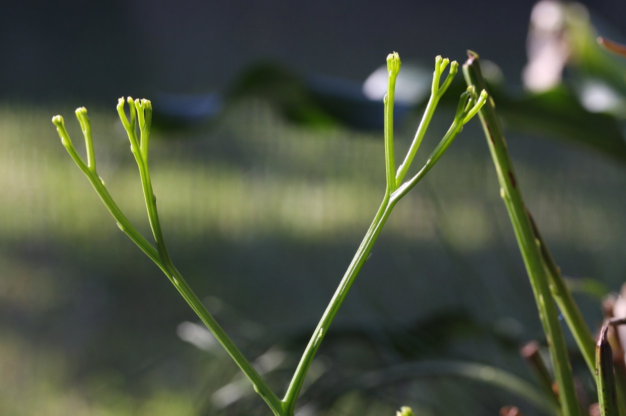 Риниофит куксония