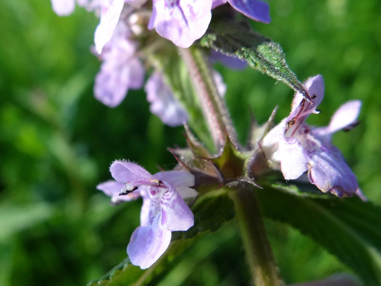 Яснотка стеблеобъемлющая Lamium