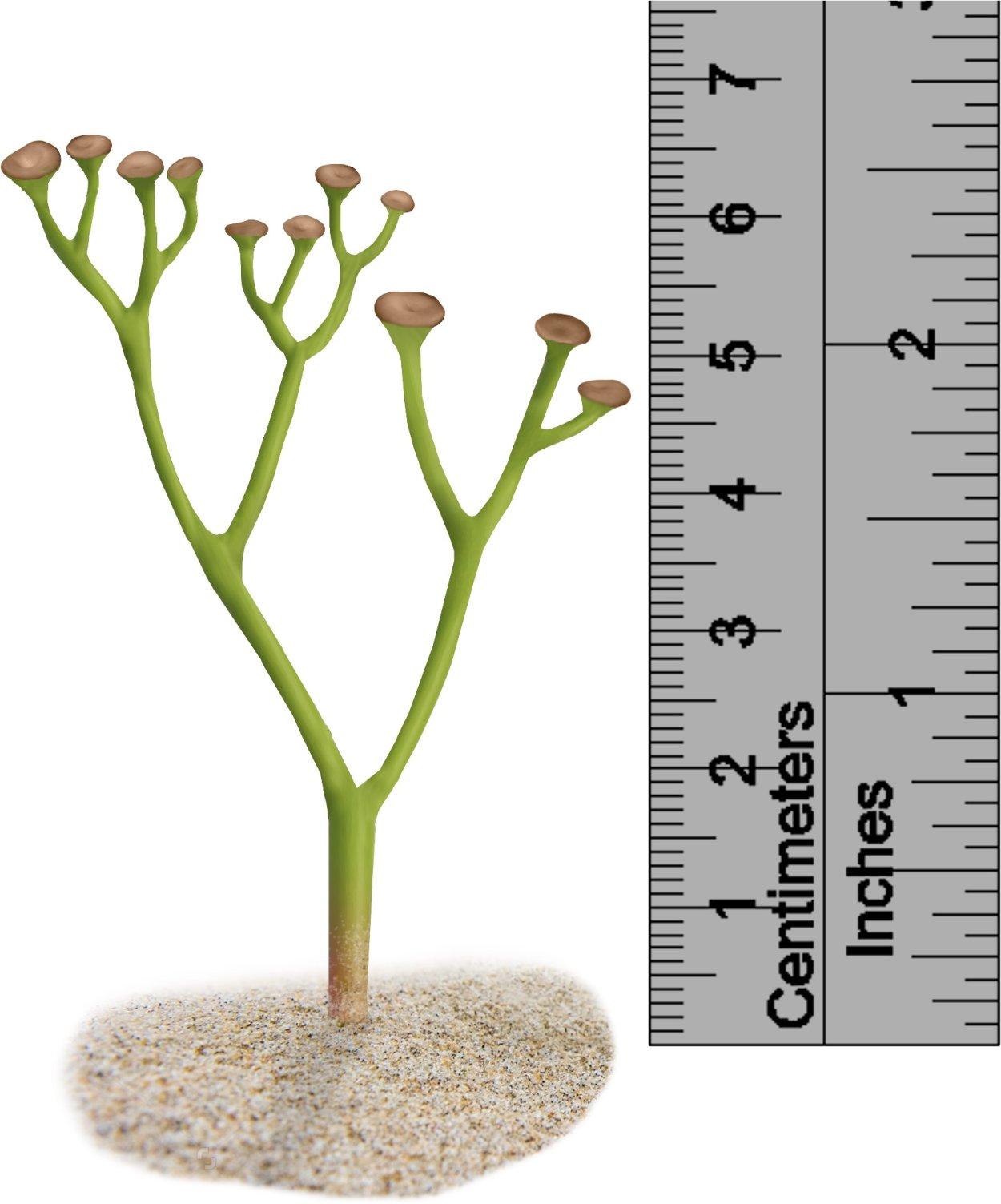 Риния и куксония