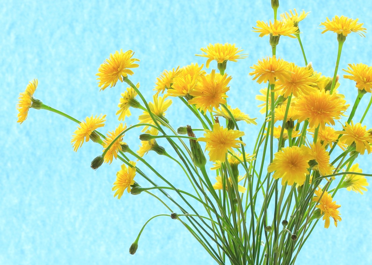 Желтый зонтичный цветок полевой