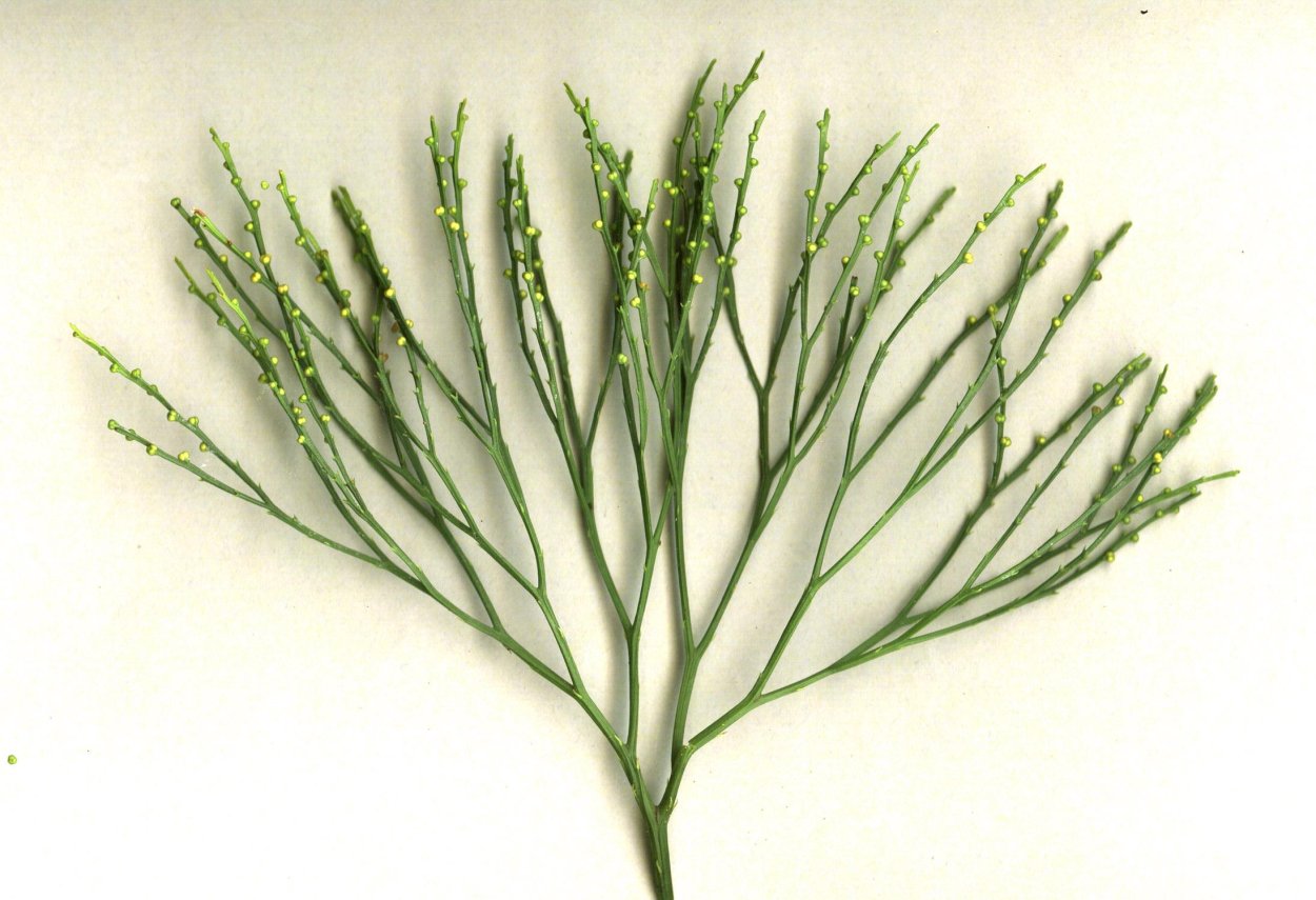 Psilotum nudum