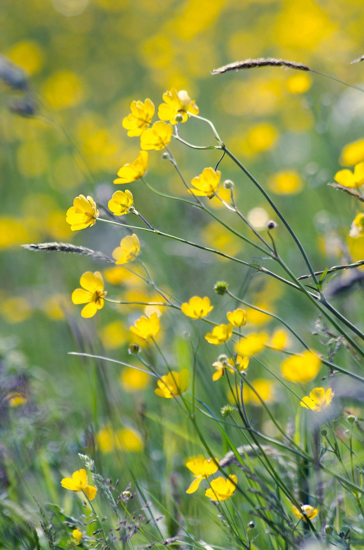 Желтые луговые цветы Лютик