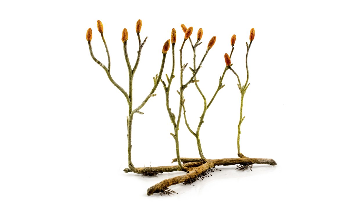 Силурийский период псилофиты