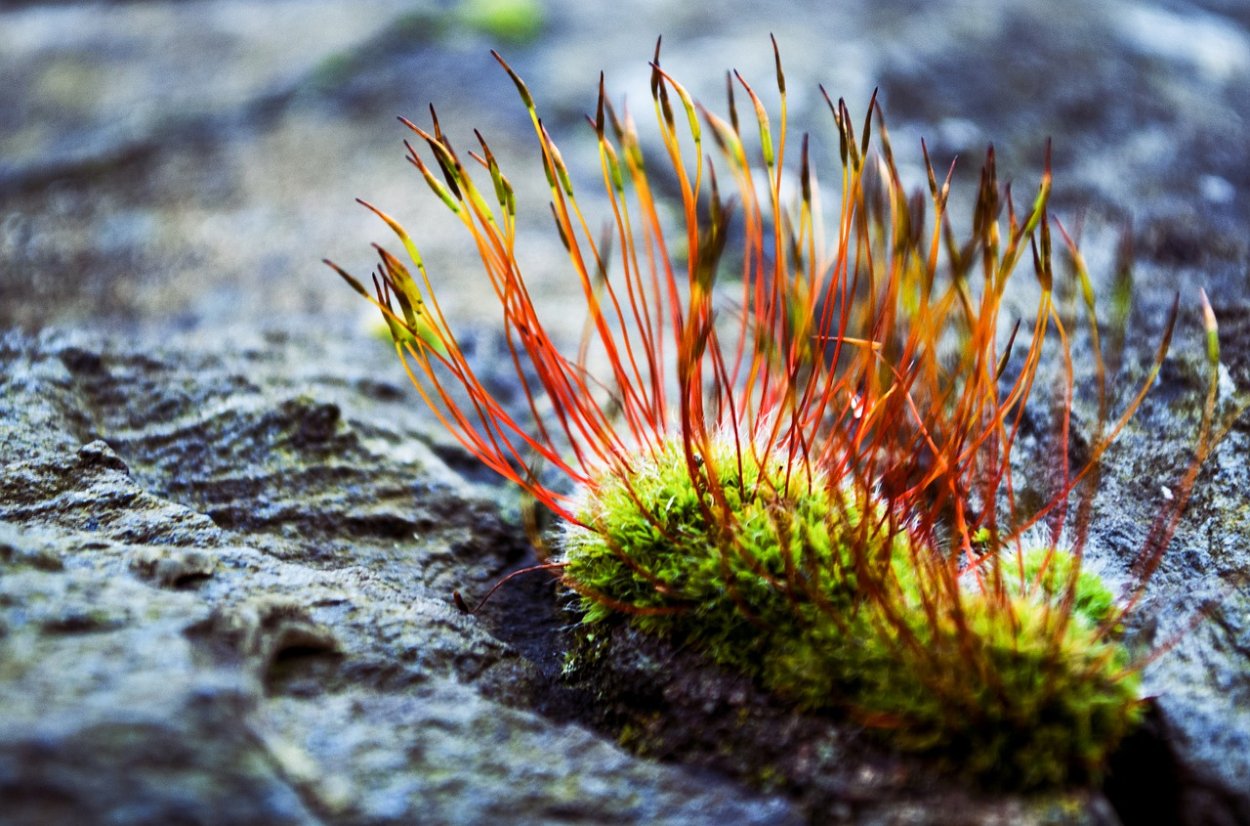 Фото куксонии