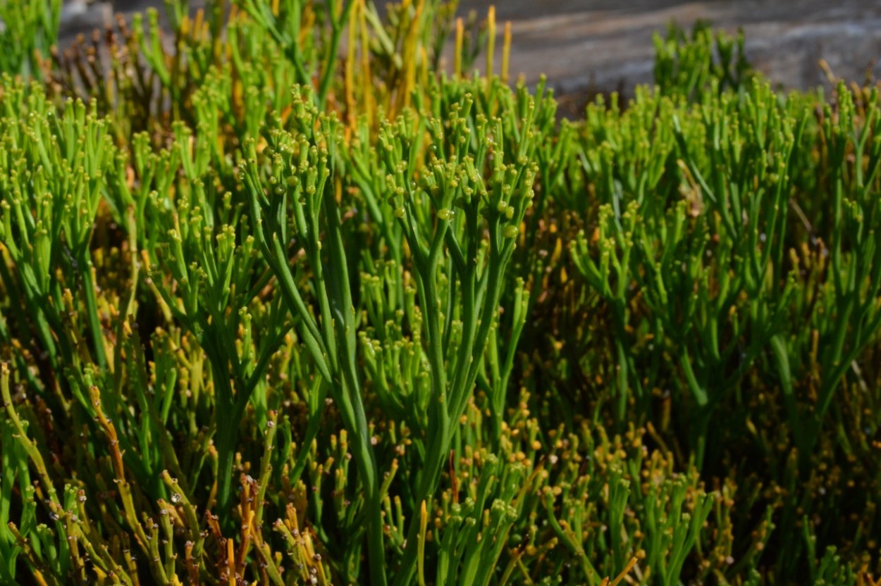 Риниофиты папоротники