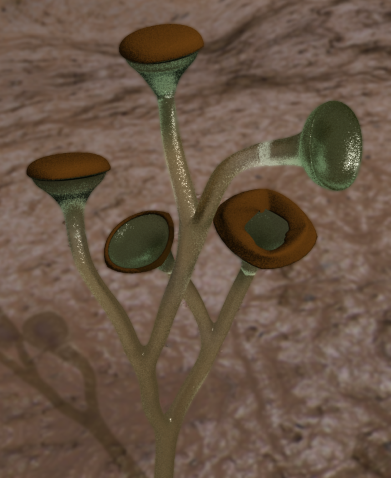 Куксония Силур