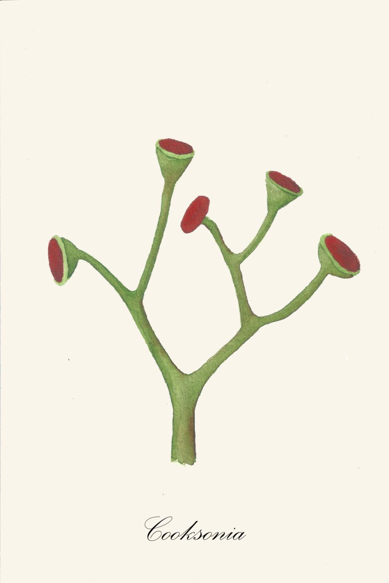 Куксония древние