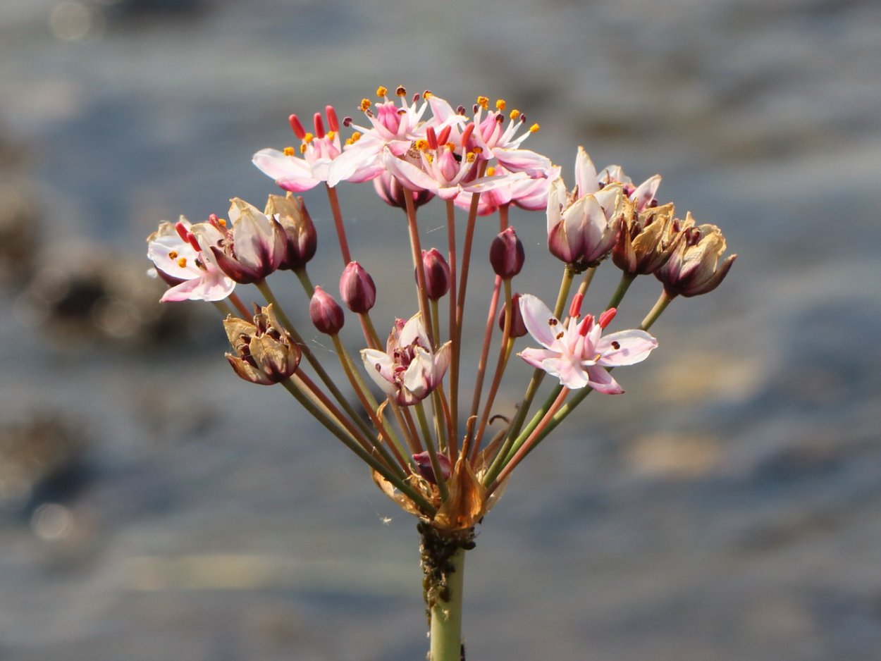 Сусак зонтичный