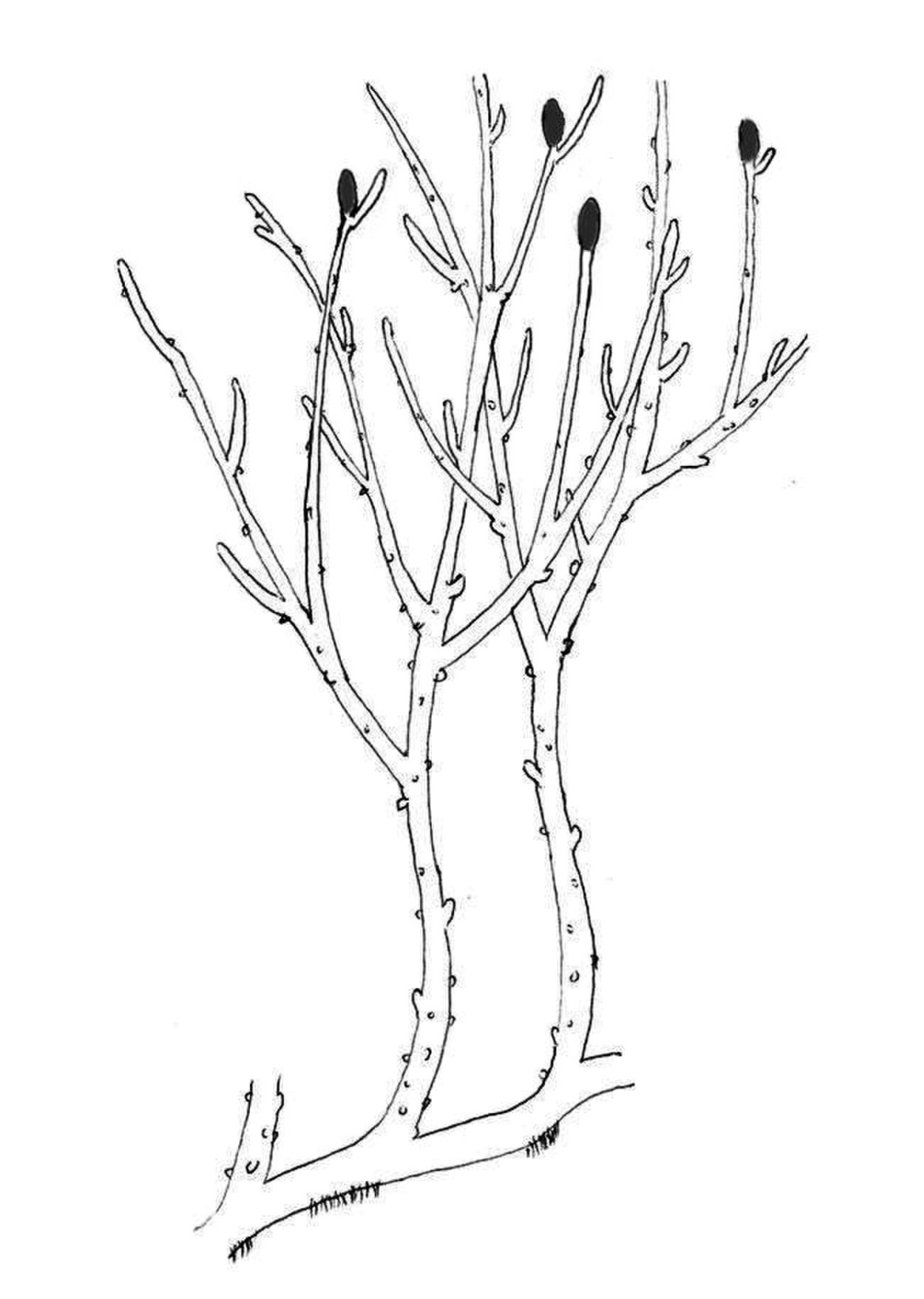 Псилофиты и риниофиты