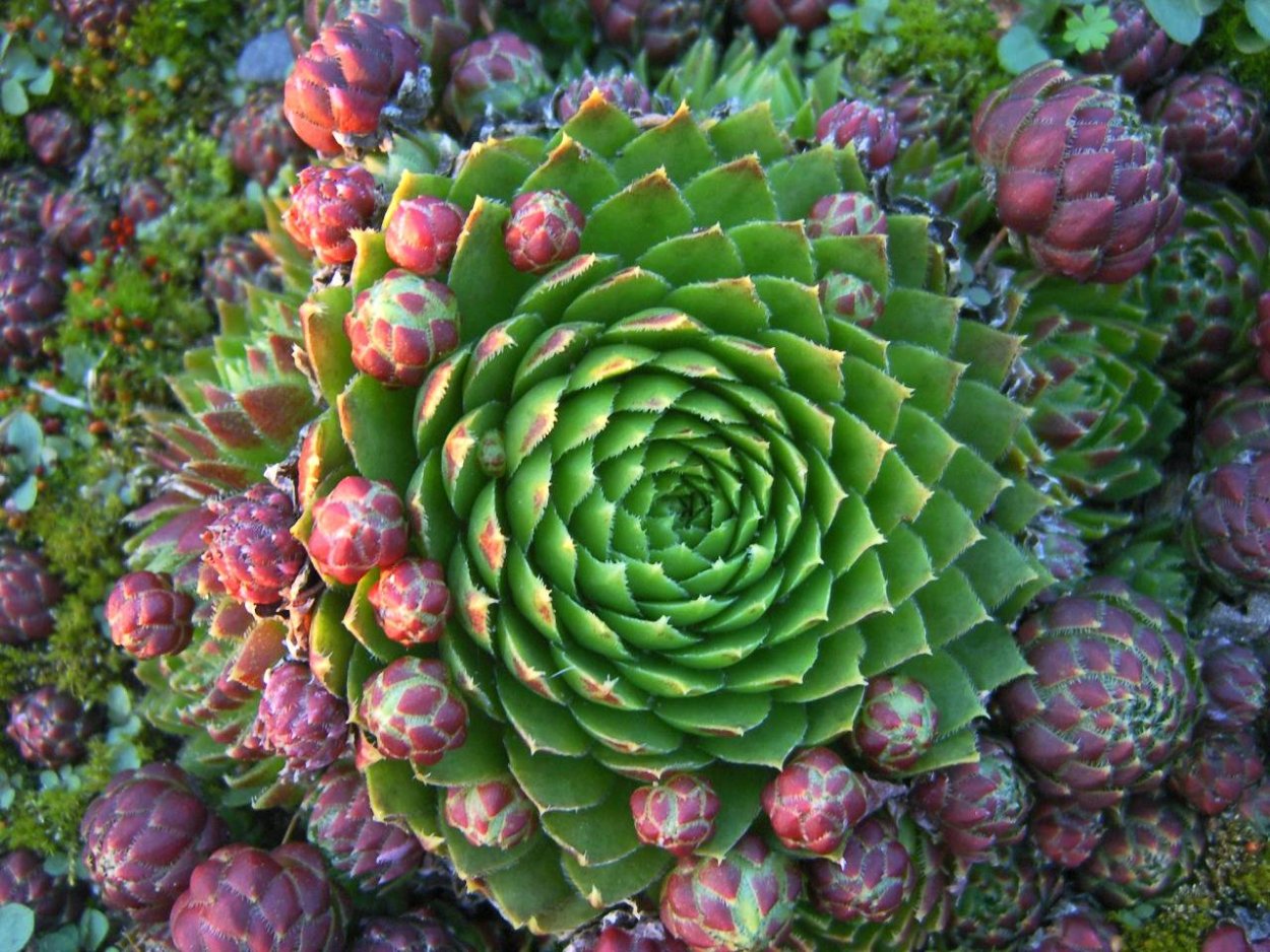 Молодило (Sempervivum)