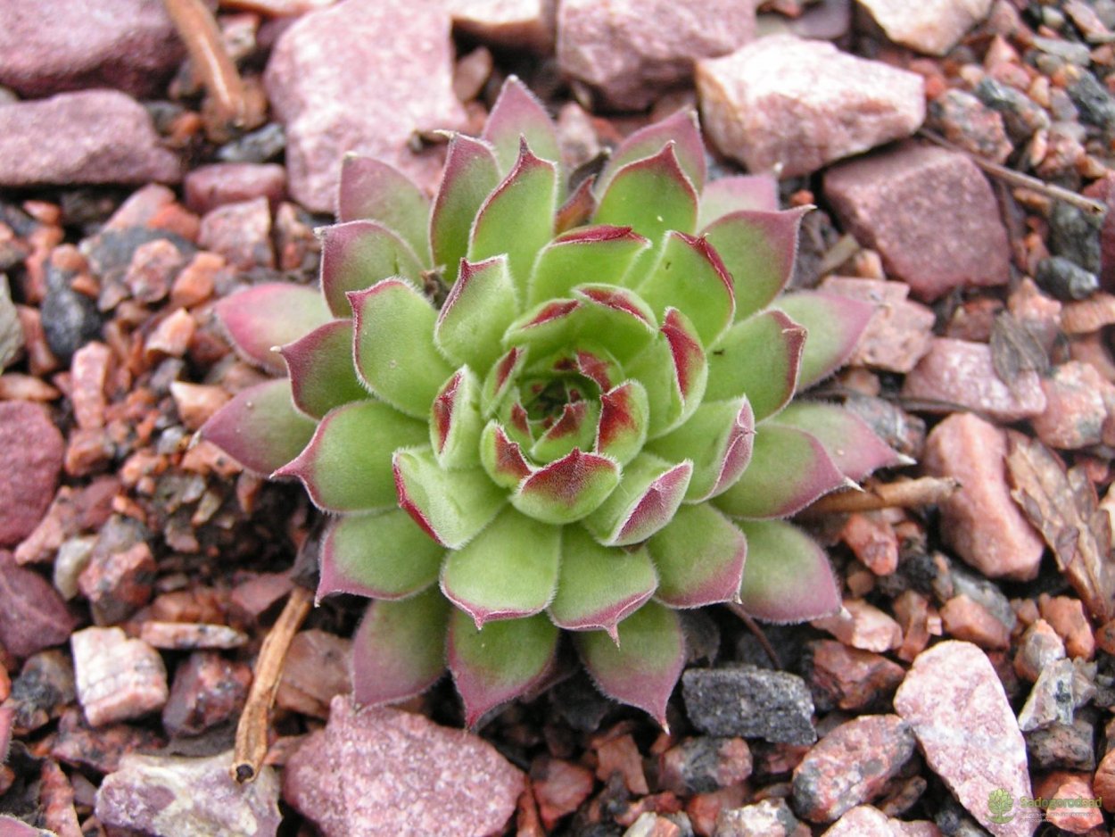 Молодило сортовое