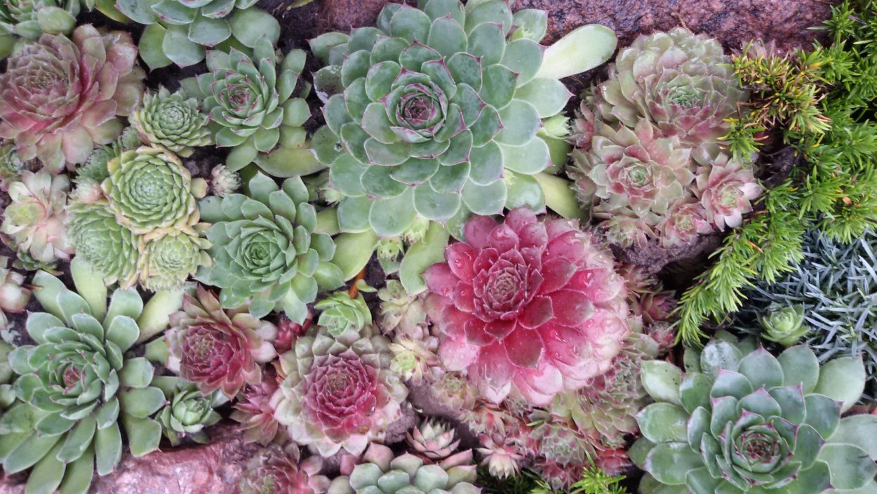 Молодило Сильвер Сонч